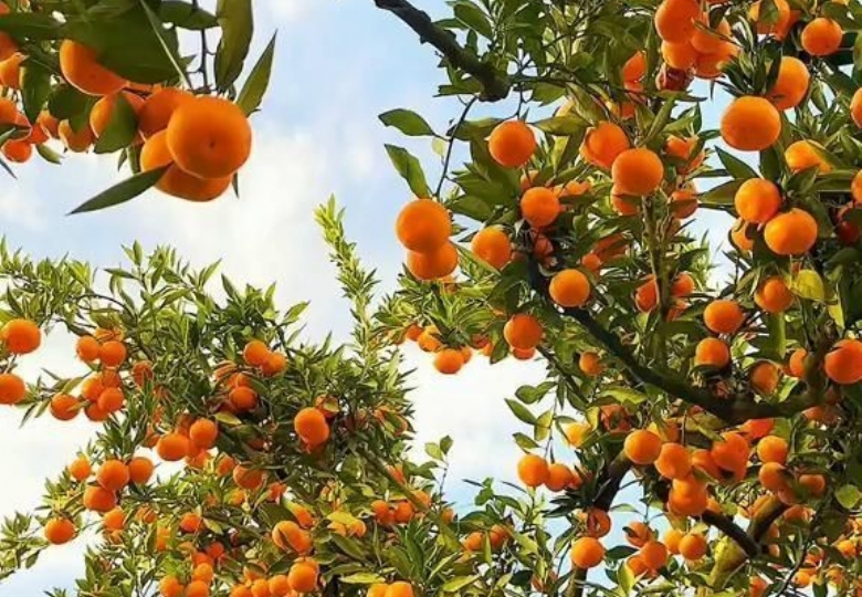 🍊 MANDALİNA FESTİVALİ ÖZEL İZMİR TURU 🍊