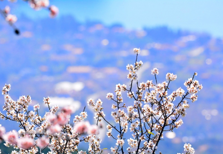SEVGİLİLER GÜNÜNE ÖZEL DATÇA BADEM ÇİÇEĞİ FESTİVALİ TURU- 1 GECE OTEL KONAKLAMALI