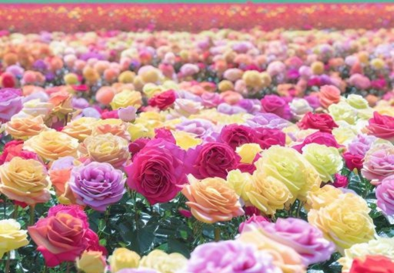 ISPARTA GÜL HASADI – SALDA GÖLÜ – PAMUKKALE TURU