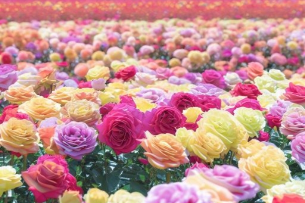 ISPARTA GÜL HASADI – SALDA GÖLÜ – PAMUKKALE TURU