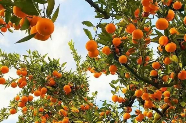 🍊 MANDALİNA FESTİVALİ ÖZEL İZMİR TURU 🍊
