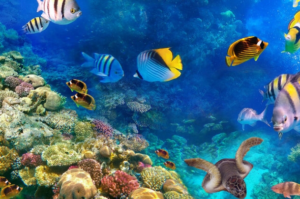 Baştanbaşa Mısır Turu  (Hurgada – Kahire – Sharm el Sheikh)